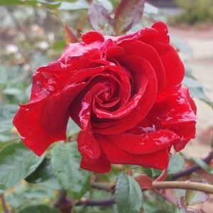 Meet your Posher, Carol